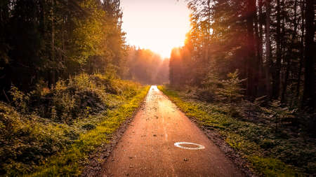 Cyclist POV of bicycle lane through forest against blinding sunsetの写真素材