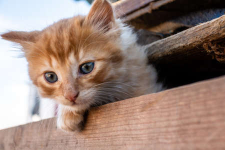 cute young domestic pet cat kitten in a wooden basket crate at the commercial docks of Essaouira, Moroccoの写真素材
