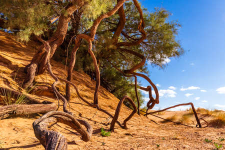 Twisted tree roots reaching out from sand dune of Sahara desert, Moroccoの写真素材
