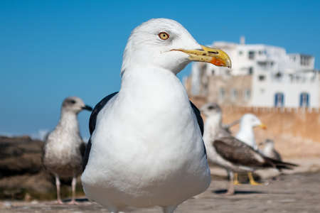 Close-Up of the eye of a Seagull looking into camera in front of coastal village background on a sunny dayの写真素材