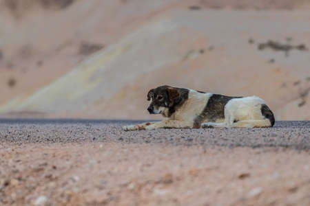 single dog lying on a desert roadの写真素材
