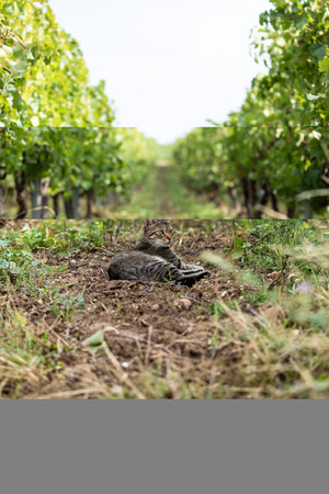 Single Cute Free Roaming Tabby Cat relaxing in a vineyardの写真素材