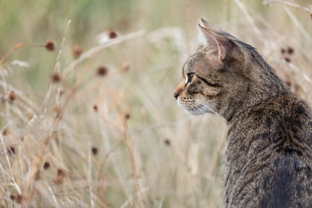 Side Shot from Behind of Single Cute Free Roaming Tabby Cat looking sideway in Natural Environment with matching autumn colorsの写真素材