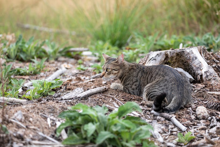 A free roaming single young european short hair tabby cat hunting and playing at dusk in the woods in a german natural reserve areaの写真素材