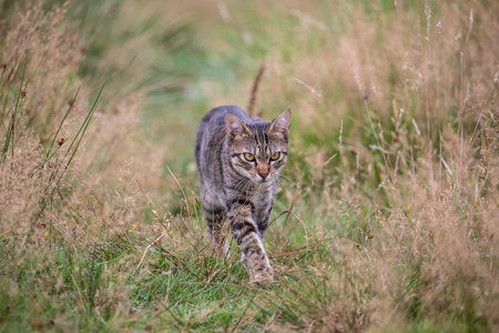 A free roaming single young european short hair tabby cat hunting and playing at dusk in the woods in a german natural reserve areaの写真素材