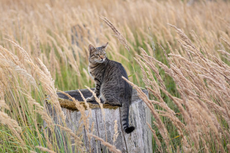 A free roaming single young european short hair tabby cat hunting and playing at dusk in the woods in a german natural reserve areaの写真素材