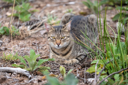 A free roaming single young european short hair tabby cat hunting and playing at dusk in the woods in a german natural reserve areaの写真素材