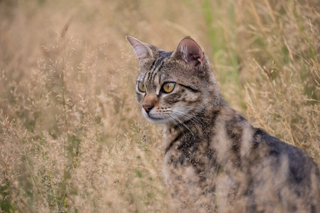 A free roaming single young european short hair tabby cat hunting and playing at dusk in the woods in a german natural reserve areaの写真素材