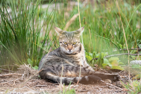 A free roaming single young european short hair tabby cat hunting and playing at dusk in the woods in a german natural reserve areaの写真素材