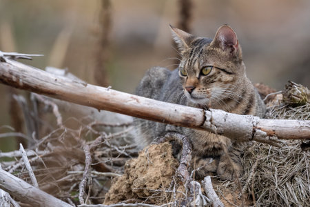 A free roaming single young european short hair tabby cat hunting and playing at dusk in the woods in a german natural reserve areaの写真素材