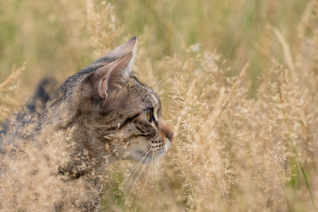 A free roaming single young european short hair tabby cat hunting and playing at dusk in the woods in a german natural reserve areaの写真素材