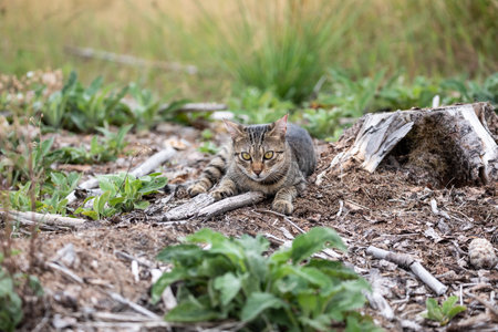 A free roaming single young european short hair tabby cat hunting and playing at dusk in the woods in a german natural reserve areaの写真素材