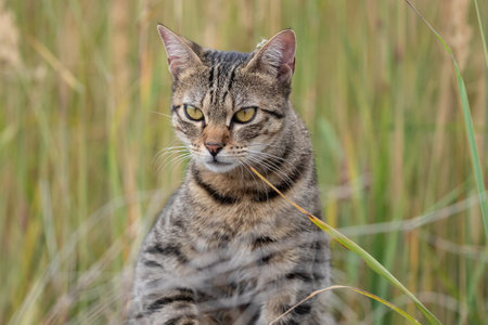 A free roaming single young european short hair tabby cat hunting and playing at dusk in the woods in a german natural reserve areaの写真素材