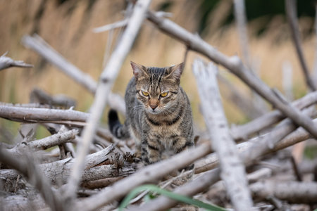 A free roaming single young european short hair tabby cat hunting and playing at dusk in the woods in a german natural reserve areaの写真素材