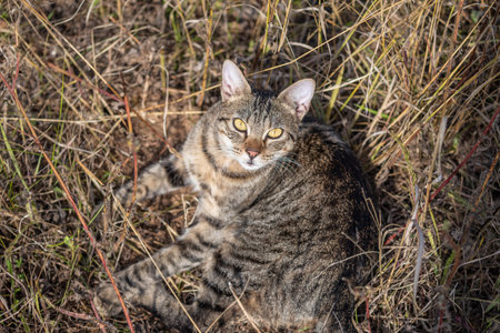 One free roaming tabby cat looking up into camera from grassy natural environmentの写真素材