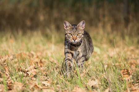 One free roaming tabby cat crossing a wild meadowの写真素材