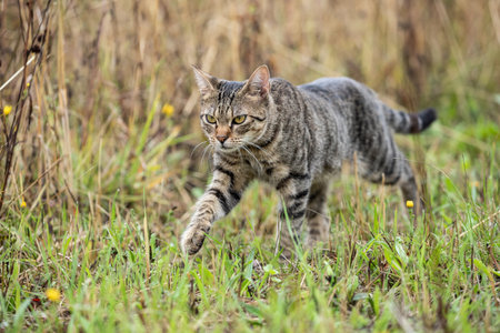 One free roaming tabby cat crossing a wild meadowの写真素材