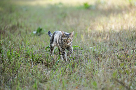 One free roaming tabby cat crossing a wild meadowの写真素材