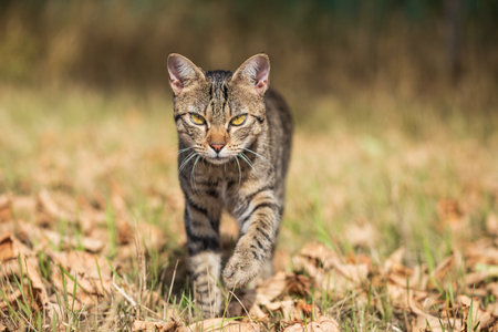 One free roaming tabby cat crossing a wild meadowの写真素材