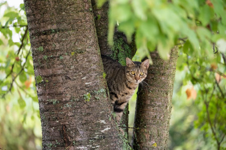 One free roaming tabby cat sitting a tree crown in natural environmentの写真素材