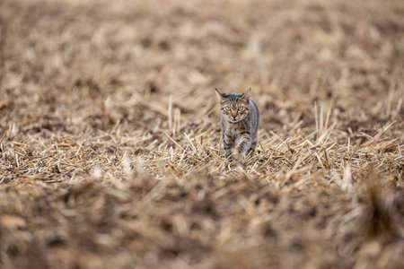Rural scene with a free roaming tabby cat on an empty agricultural field in autumnの写真素材