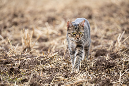 Rural scene with a free roaming tabby cat on an empty agricultural field in autumnの写真素材