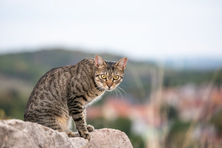 One free roaming tabby cat sitting on a rock in front of a town in between a hilly environmentの写真素材
