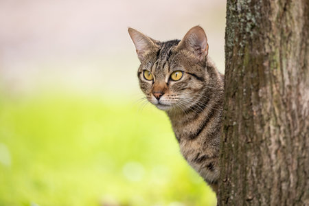 close-up of a curiously looking tabby cat kitten in natural environment hiding behind a tree trunk