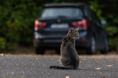 watchful tabby cat sitting on a tarmac road with car in backgroundの写真素材