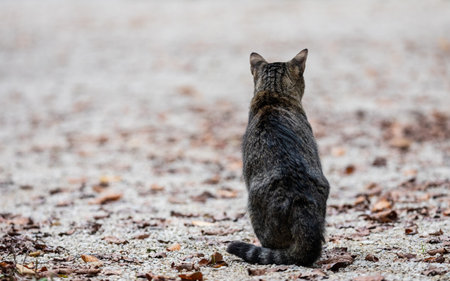 Beautifully colored autumn shot of cat sitting in midst of fallen leafsの写真素材