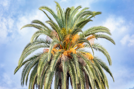 Green palm treetop canopy against blue skyの写真素材