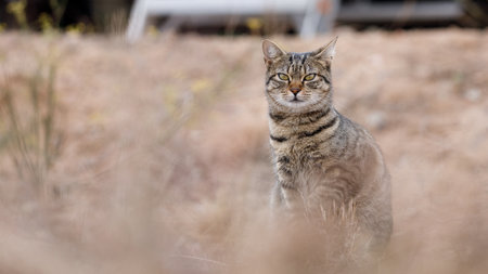 single tabby cat hiding in the fieldsの写真素材