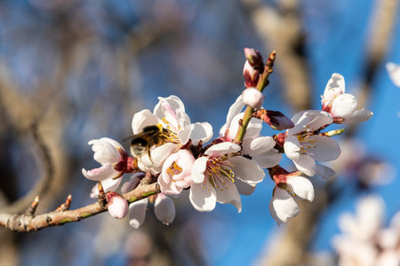 close-up of a honey bee collecting pollen from almand tree blossoms on a sunny dayの写真素材