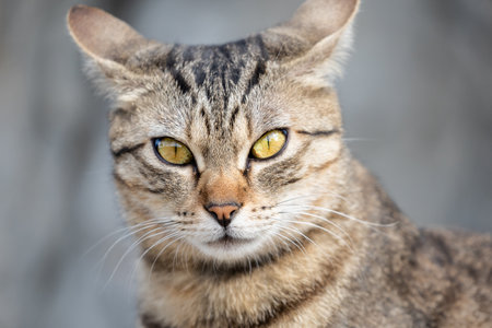 Close-up portrait of a tabby cat with yellow eyes.の写真素材