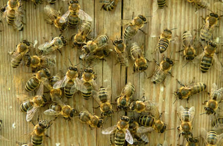 bees on the treeの写真素材
