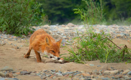 Fox is hunting for some foodの写真素材