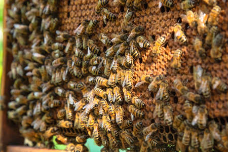 close up of bees in a beehiveの写真素材