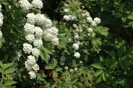 flower - Spirea