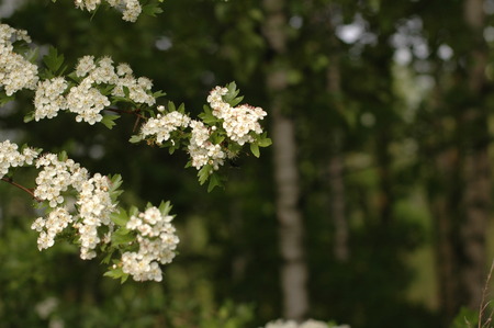 Forest flowersの写真素材