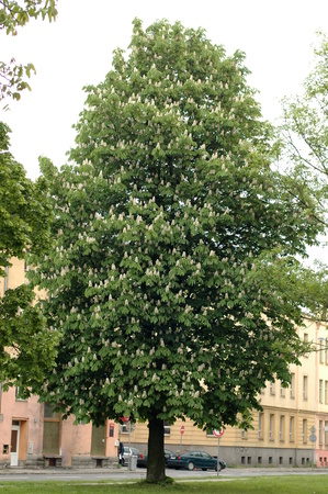 chestnutのeditorial素材