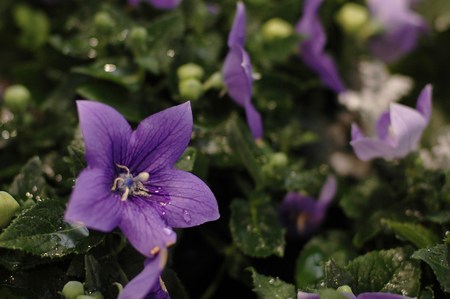 Salaries codon flowersの写真素材