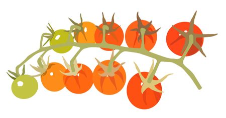 Vector colorful cherry tomato isolated illustrationのイラスト素材