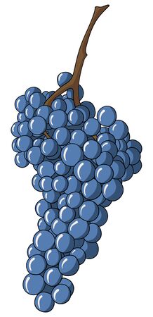 Blue grapes isolated on white vector illustrationのイラスト素材