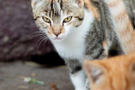 Serious looking tabby cat with green eyes