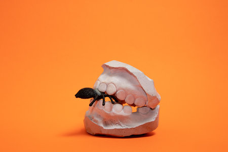A model of teeth biting spiderの写真素材