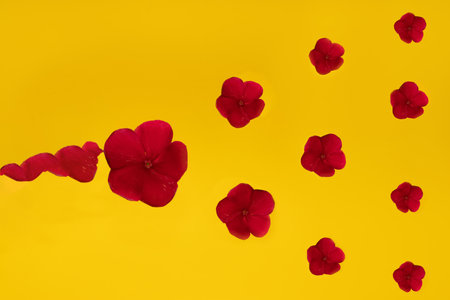 Red flowers on yellow backgroundの写真素材