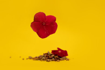 Red flower with dried tea herbs in a background