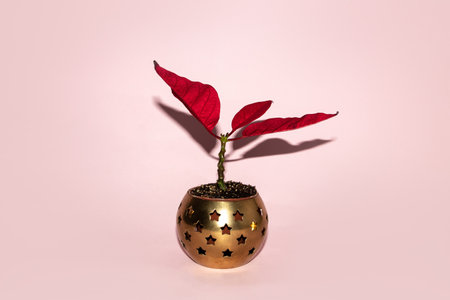 Christmas poinsettia on a pink backgroundの写真素材