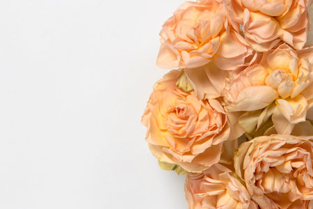 Pastel roses isolated on a white backgroundの写真素材