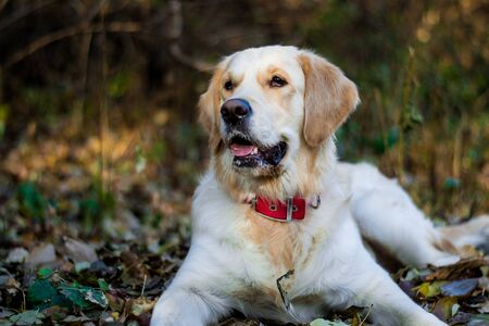 Active, smile and happy purebred labrador retriever dog outdoors in grass park on sunny summer day.の写真素材